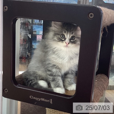 ノルウェージャンフォレストキャットの写真