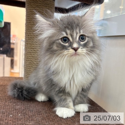 ノルウェージャンフォレストキャットの写真