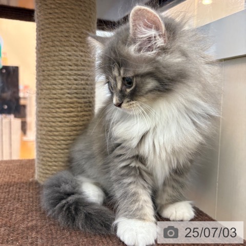ノルウェージャンフォレストキャットの写真
