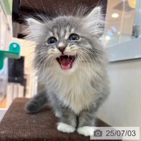 ノルウェージャンフォレストキャットの写真