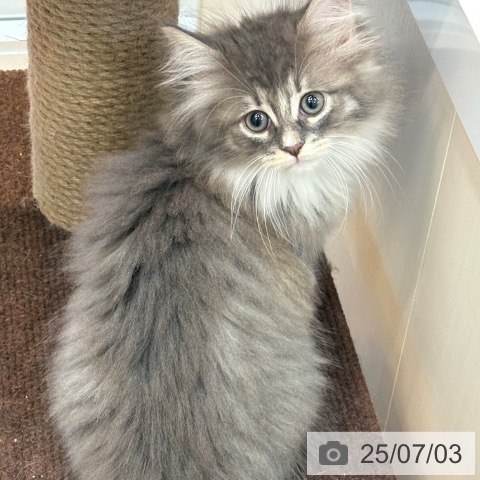 ノルウェージャンフォレストキャットの写真