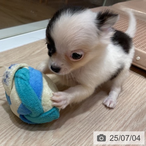 チワワの写真