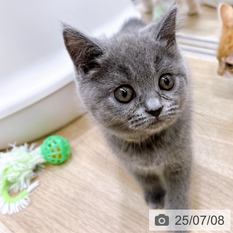 ブリティッシュショートヘアの写真