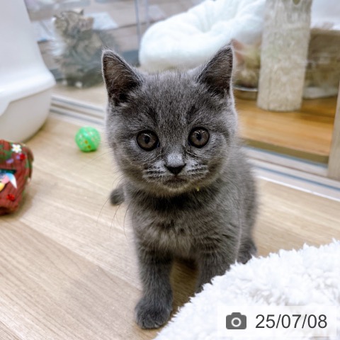 ブリティッシュショートヘアの写真