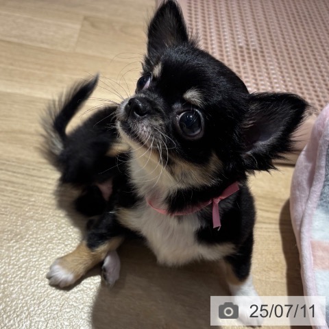 チワワの写真