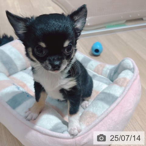 チワワの写真