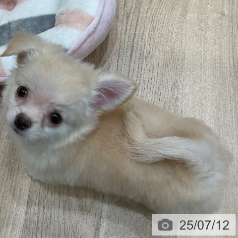チワワの写真