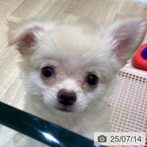 チワワの写真