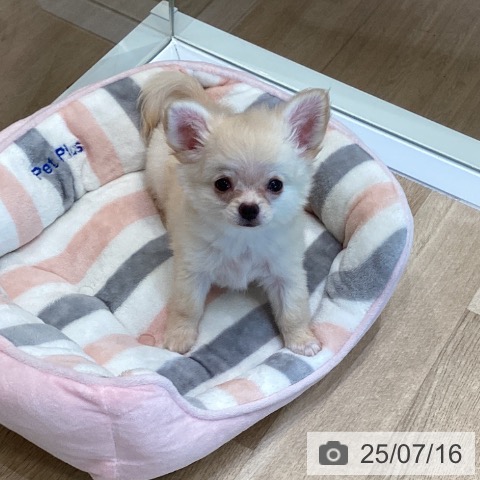 チワワの写真