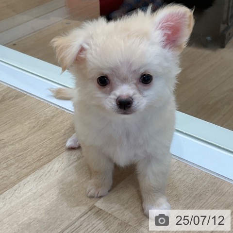 チワワの写真