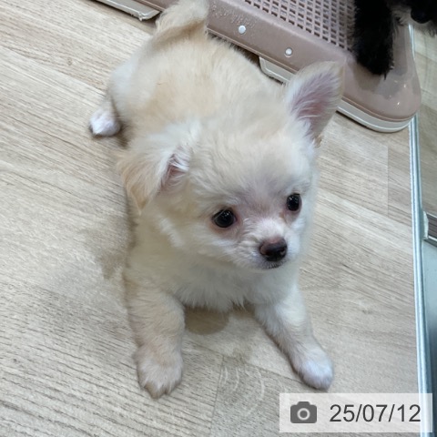 チワワの写真