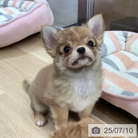 チワワの写真