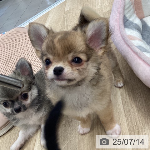 チワワの写真