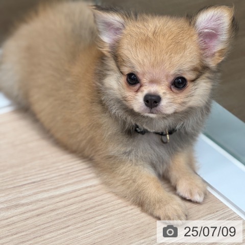 チワワの写真