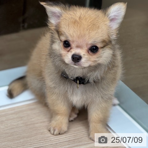 チワワの写真