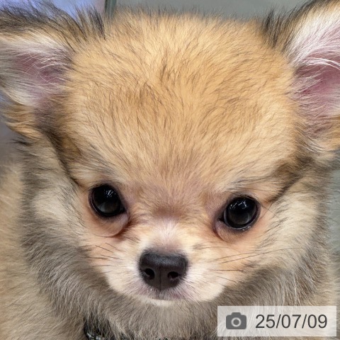 チワワの写真