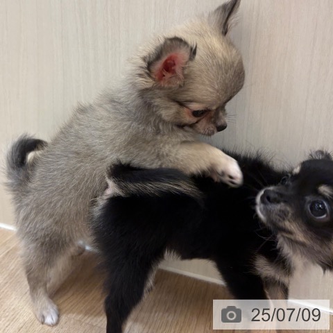 チワワの写真