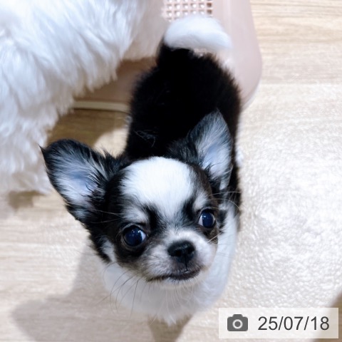 チワワの写真