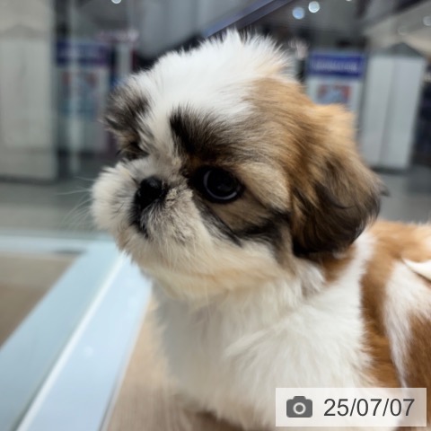 シー・ズーの写真