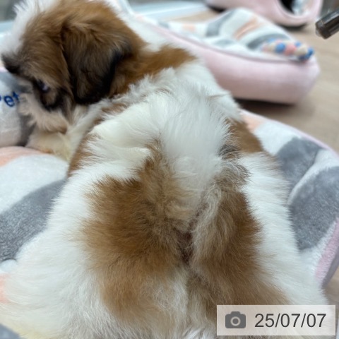シー・ズーの写真