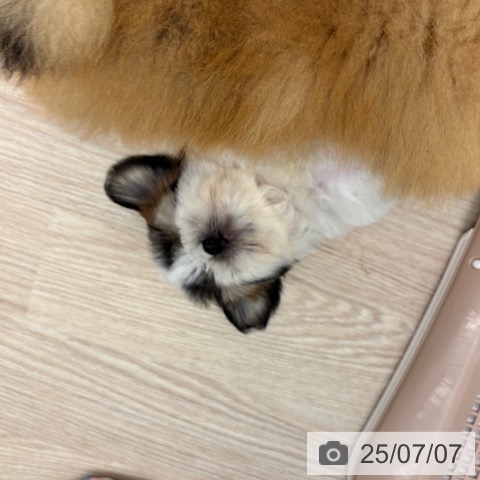 シー・ズーの写真