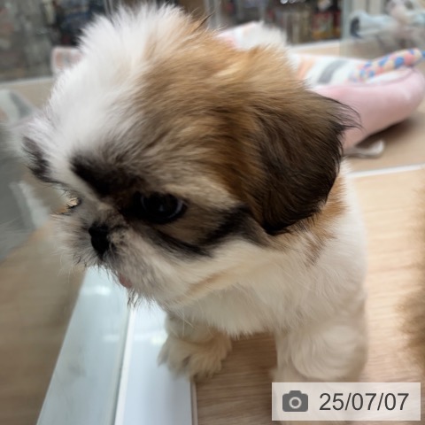 シー・ズーの写真
