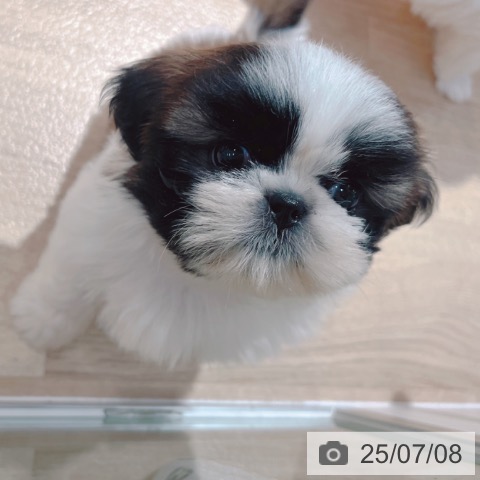シー・ズーの写真