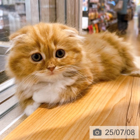 スコティッシュフォールドの写真