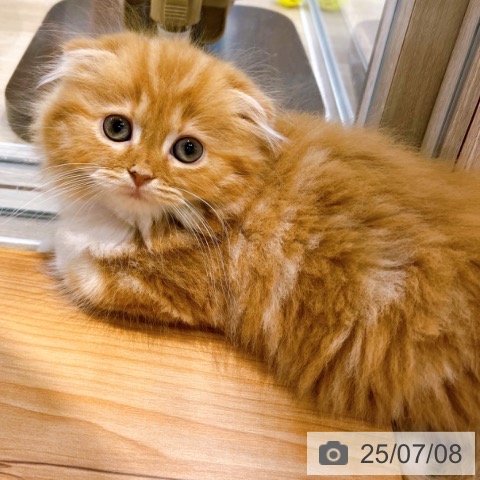 スコティッシュフォールドの写真