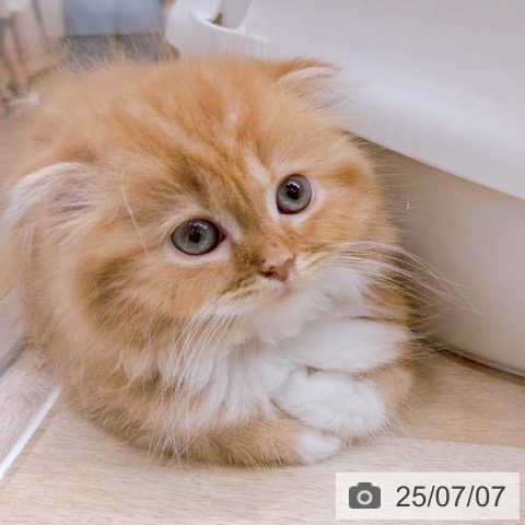 スコティッシュフォールドの写真
