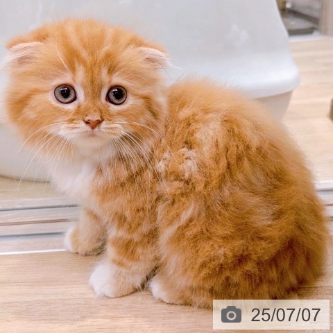スコティッシュフォールドの写真