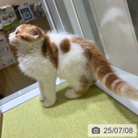 スコティッシュフォールドの写真
