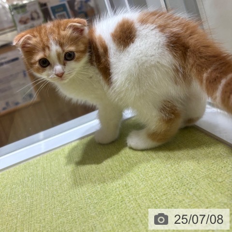 スコティッシュフォールドの写真