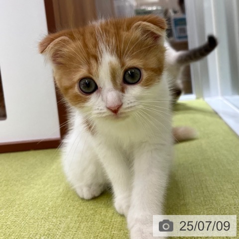 スコティッシュフォールドの写真