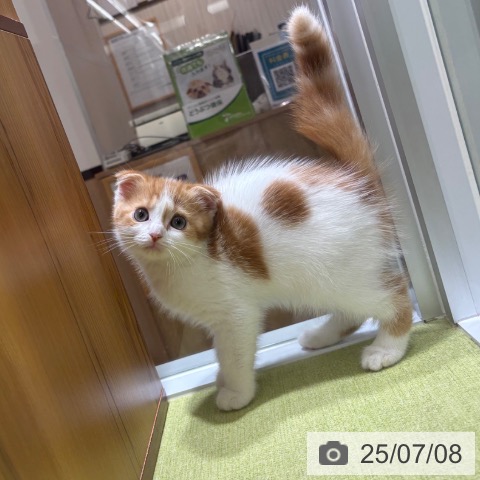スコティッシュフォールドの写真