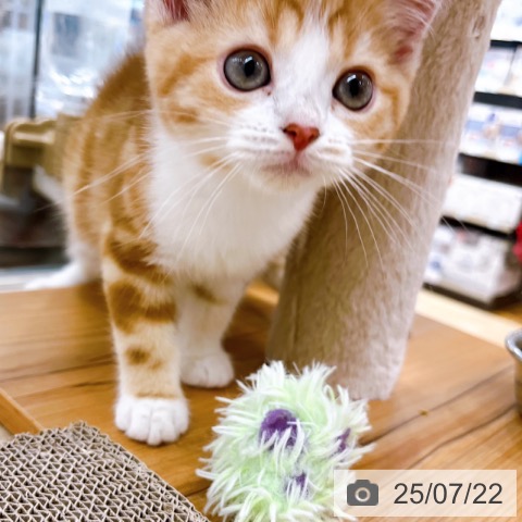 スコティッシュフォールドの写真