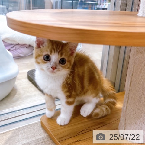 スコティッシュフォールドの写真