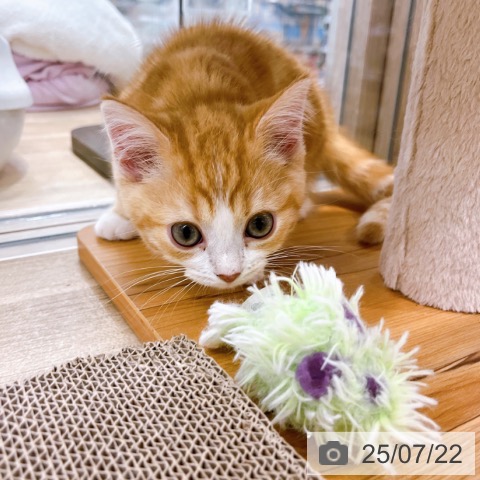 スコティッシュフォールドの写真