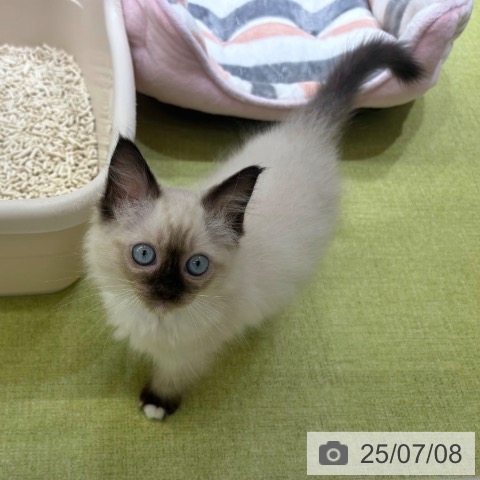 ラグドールの写真