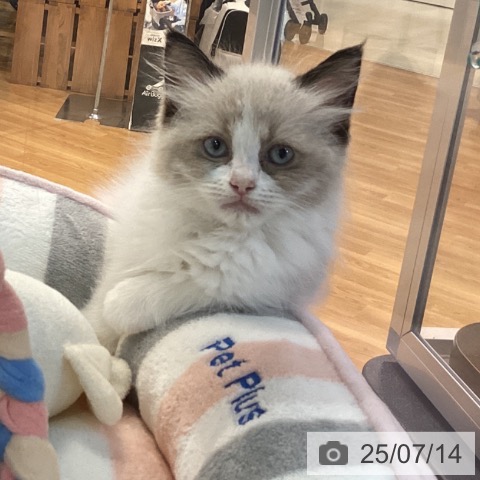 ラグドールの写真