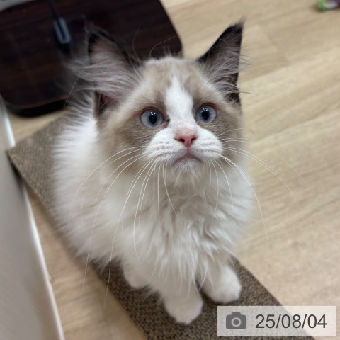 ラグドールの写真