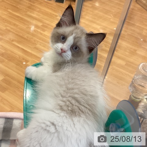 ラグドールの写真