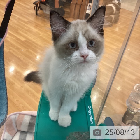 ラグドールの写真
