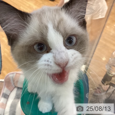 ラグドールの写真