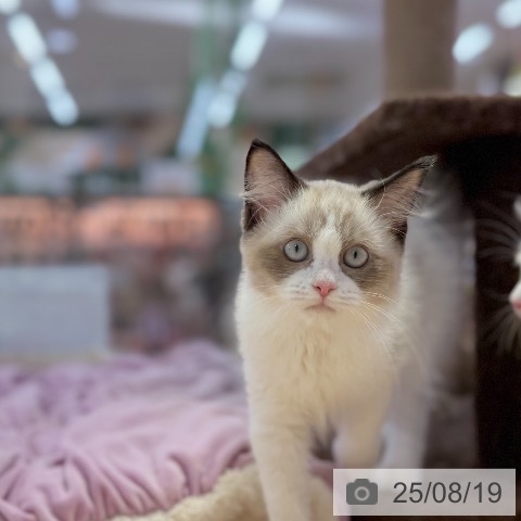 ラグドールの写真