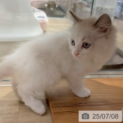 ラグドールの写真