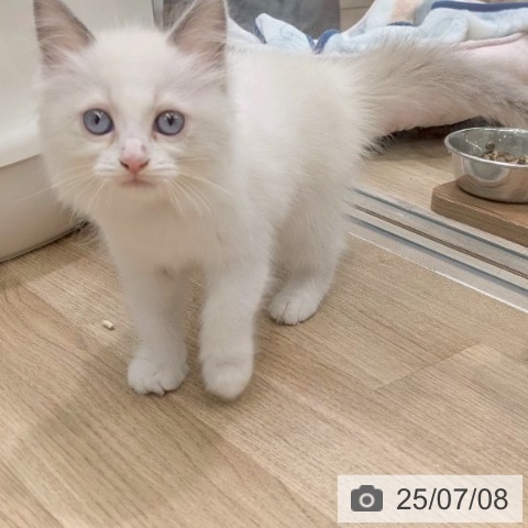 ラグドールの写真