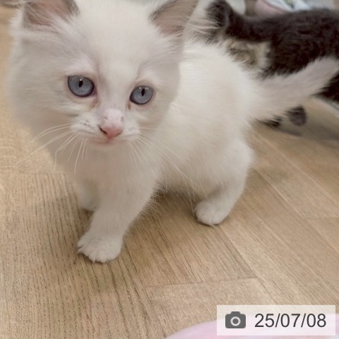 ラグドールの写真