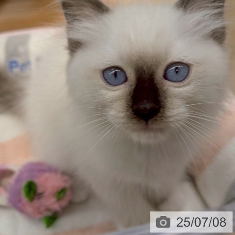 ラグドールの写真