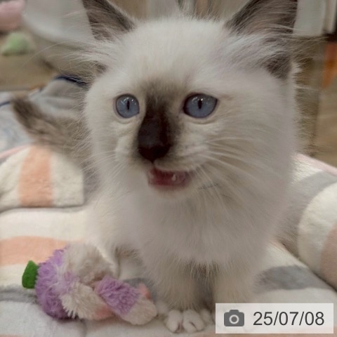 ラグドールの写真
